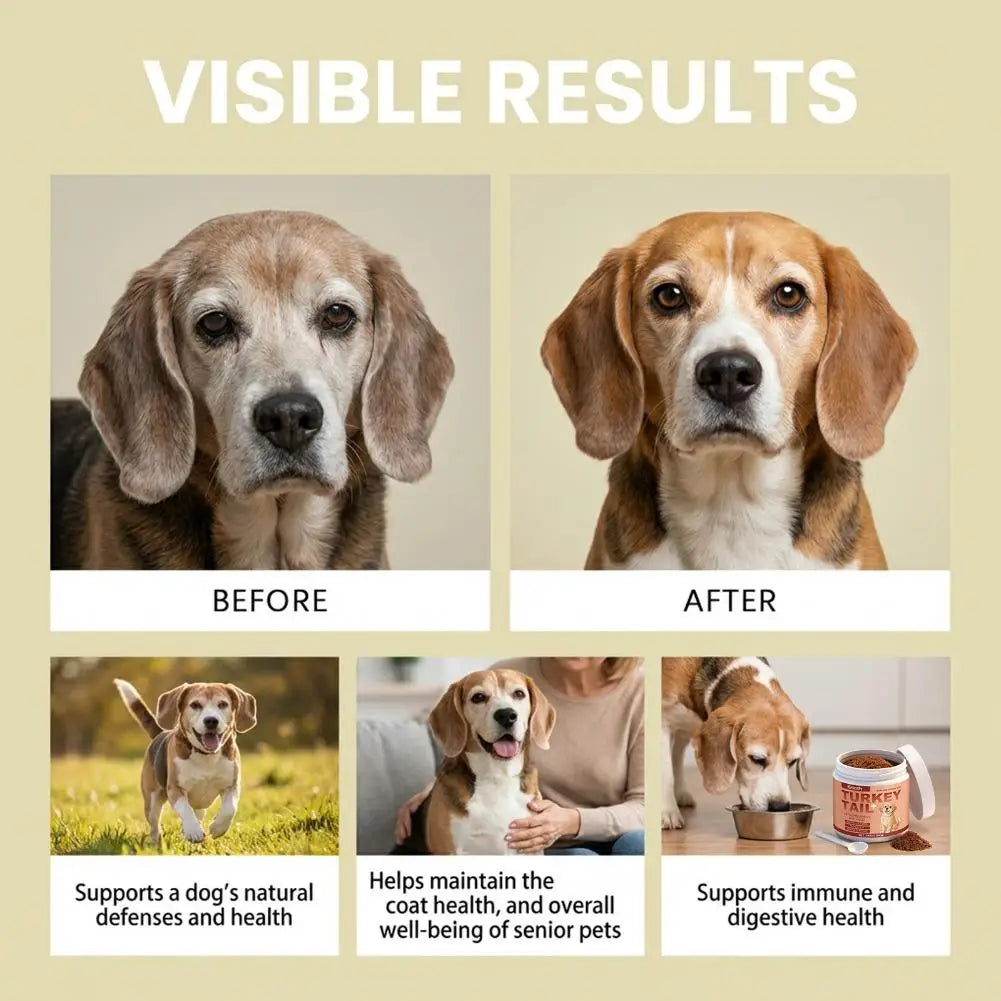 Complément Turkey Tail & Probiotiques pour Chien Saveur Bacon – Soutien Immunitaire, Confort Articulaire & Digestion pour Chien Senior